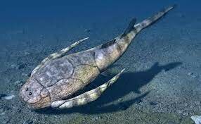 Surgen los primeros vertebrados que fueron peces