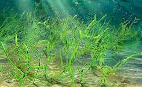 Las algas conquistaron la tierra siendo las primera plantas