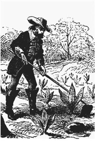 John Rolfe plants West Indian Tobacco in Virginia