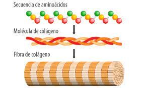 tipos de colageno
