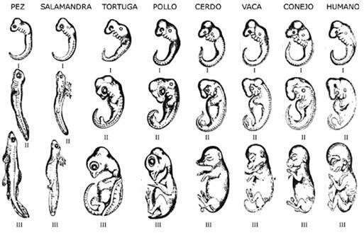 Teoría de la recapitulación