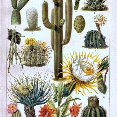 Timeline: Aportes de diferentes personajes en el desarrollo de la Botánica Sistemática.