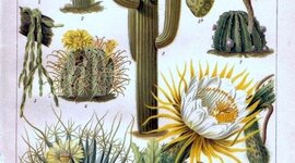 Timeline: Aportes de diferentes personajes en el desarrollo de la Botánica Sistemática.