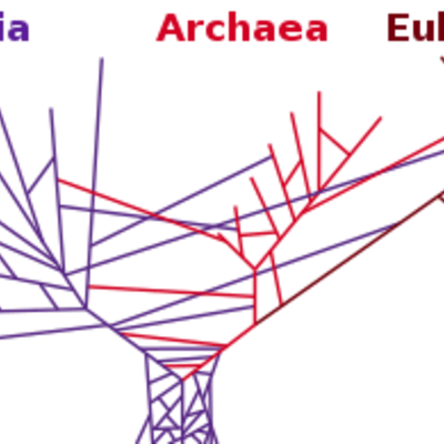 Timeline: Historia del árbol filogenético