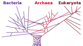 Timeline: Historia del árbol filogenético