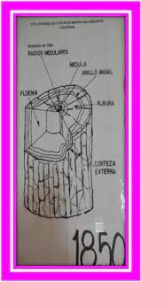 Fitol extraído de la pulpa de madera para reducir el colesterol