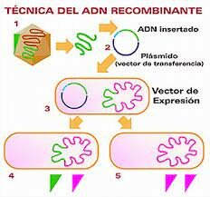 ADN recombinado