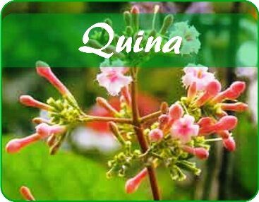 Quina, Producto Estrella en Exportación-Década de los 70