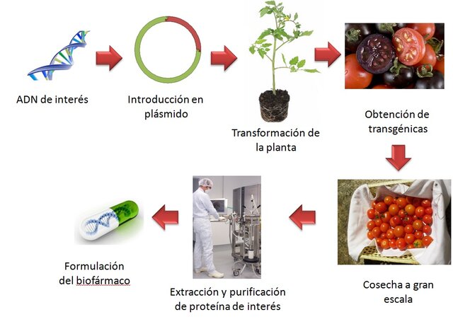 Alimentos con características de inmunización