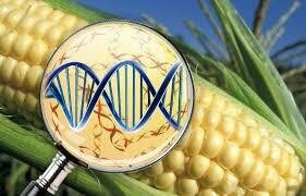 Se completa por primera vez el genoma de un cultivo comestible.