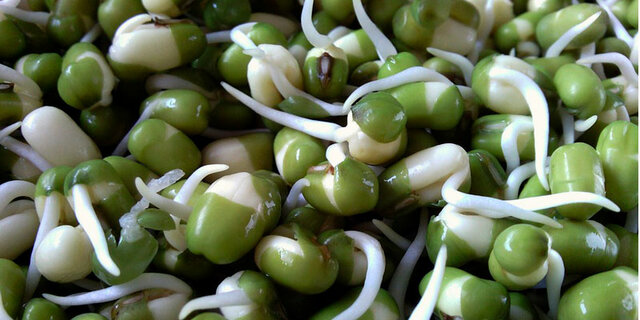 Creación de soya transgénica