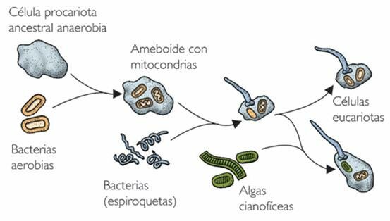 Primeros  Eucariotas