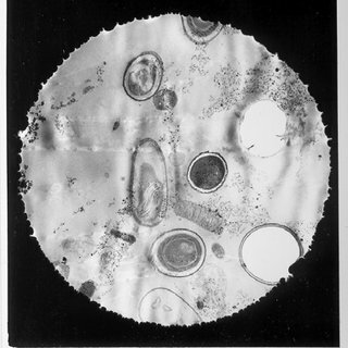 Segunda mitad del Siglo XIX