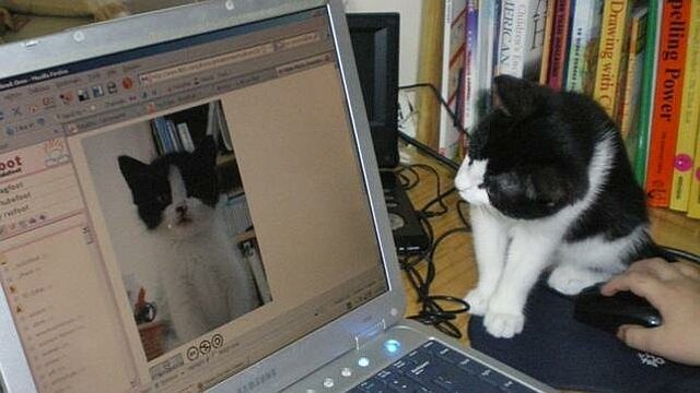 El Verdadero Poder del Aprendizaje Profundo se Revela al Mundo: las Computadoras Aprenden a Identificar Gatos