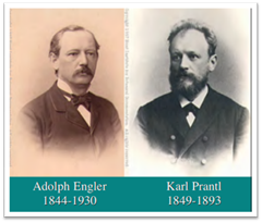 Adolf Engler y Karl Prantl