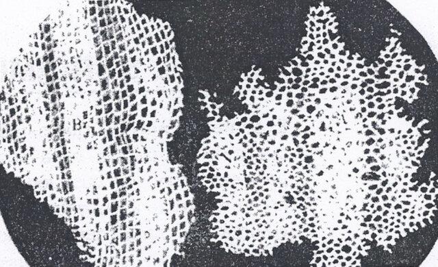 Descubrimiento de la célula.