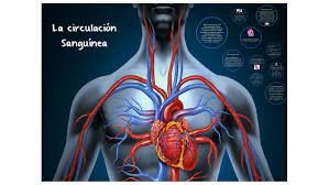 la circulacion sanguinea