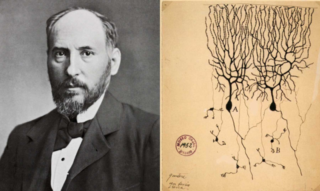 Teoría neuronal