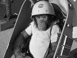 First chimpanzee in space