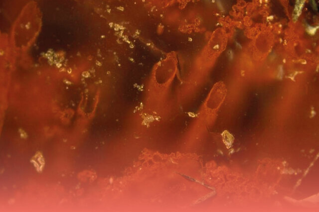 Primeros microprganismos