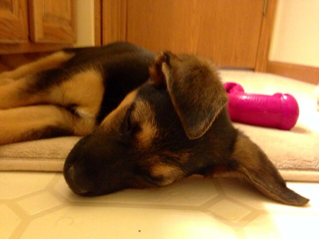 More sick puppies come in the clinic.