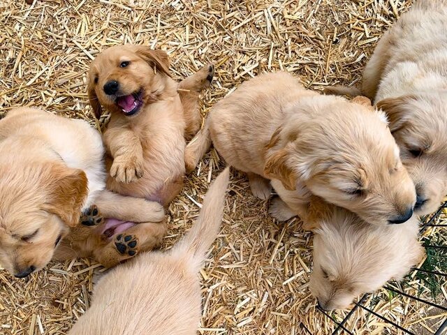A woman carries six puppies in a basket from the Farmers Market. They do not look healthy.