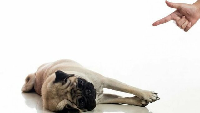 One of the puppies died in the clinic.