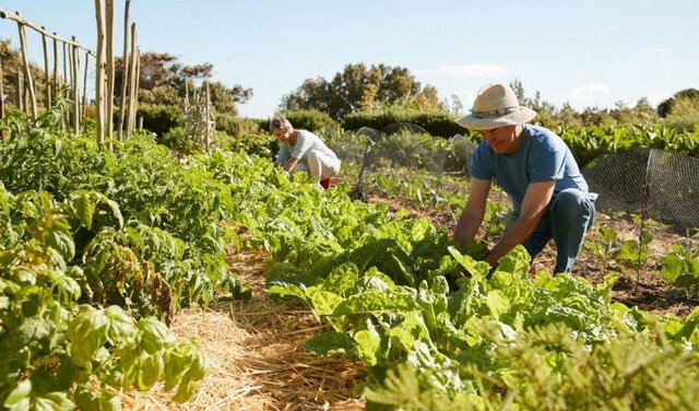 sustainable agriculture