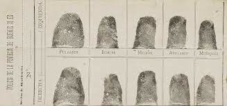 Fingerprint ID used in crime