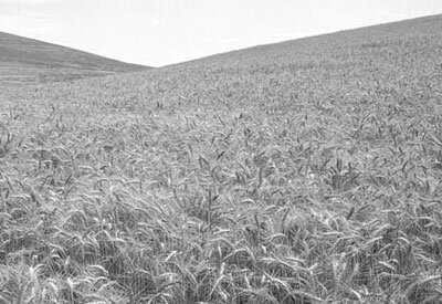 Sights and Sounds from the Countryside