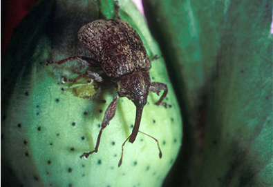 Boll Weevil