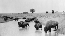 Timeline: Native American Wars