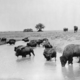 Buffalo plains 1905 dbloc