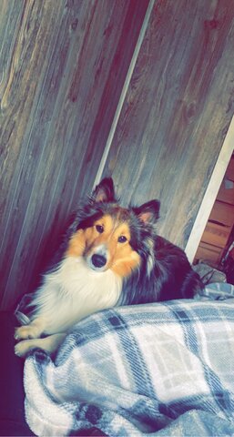 when i got my 2nd dog