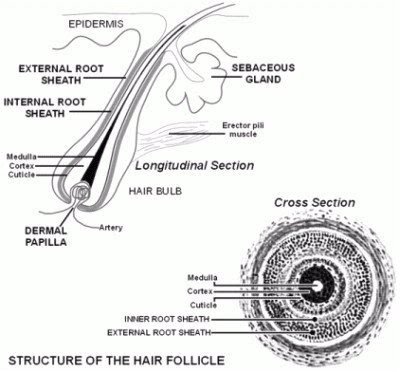 Hair now used in forensics - Victor Balthazard and Marcel Lambert publish first study of hair.