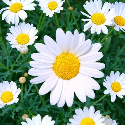 Timeline: History of Floral Design