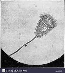 Célula con presencia individual.