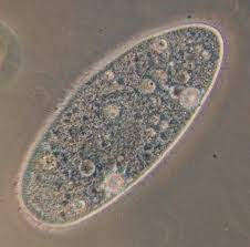 Célula con presencia individual.