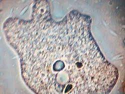 Célula con presencia individual.