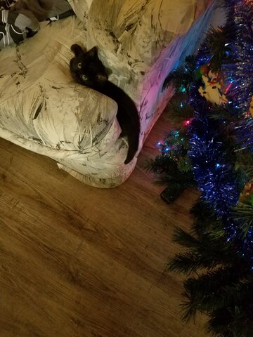 We brought home Lid.