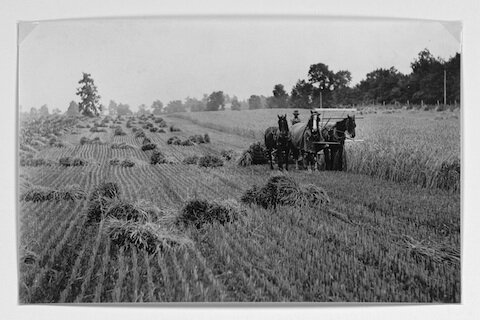 A New Century for Agriculture