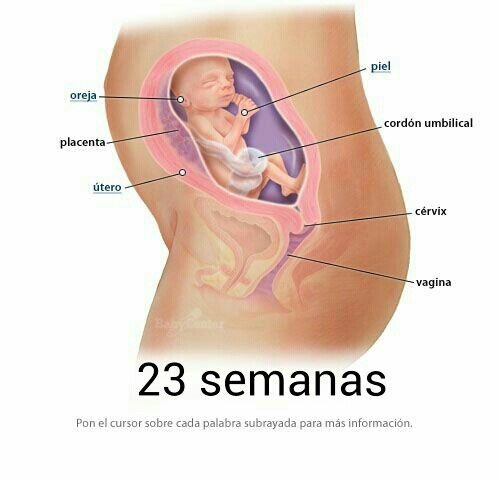 23 Semana