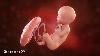29 Semana