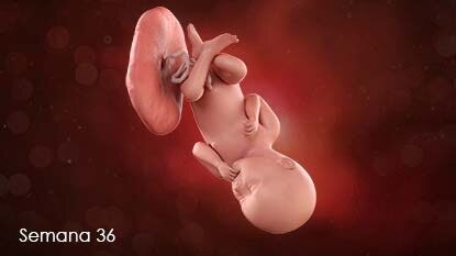 36 Semana