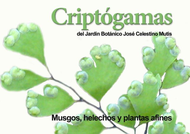 Primera caracterización de las criptógamas
