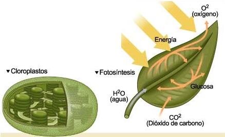 Se demuestra que las plantas consumen CO2 y liberan oxígeno