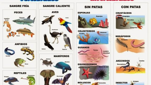 Primera clasificación estructural del reino animal