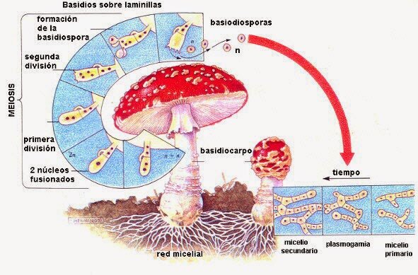 Estudios sobre la reproducción de los hongos
