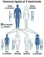 Concepto de herencia biológica