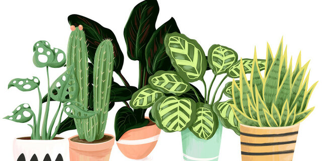 Grupo para la Filogenia de las Angiospermas.